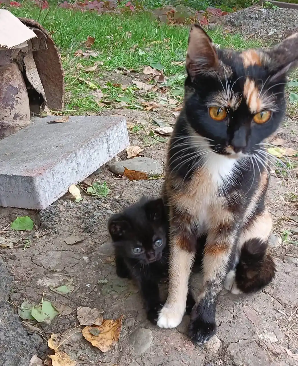 Ищу дом для молодой кошечки - Кошки (Животные) в Невинномысск