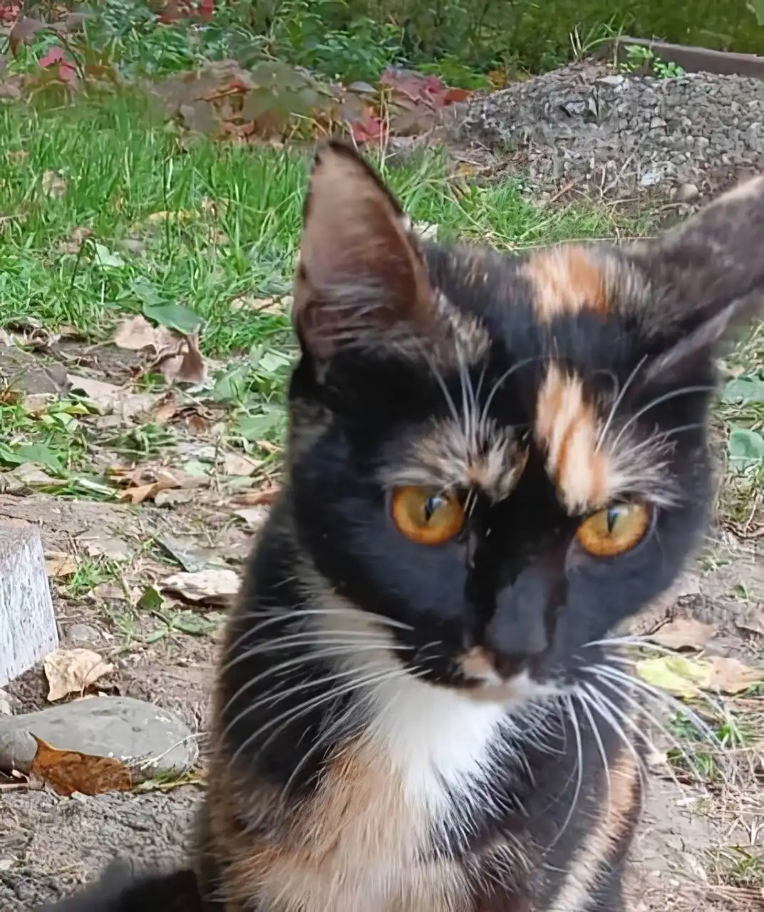 Ищу дом для молодой кошечки - Кошки (Животные) в Невинномысск