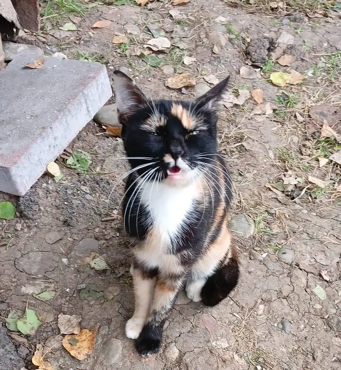 Ищу дом для молодой кошечки - Кошки (Животные) в Невинномысск