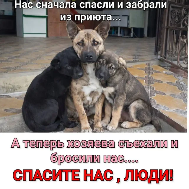 Срочно: собака с щенками брошена в Староизобильной - частное объявление в Староизобильная