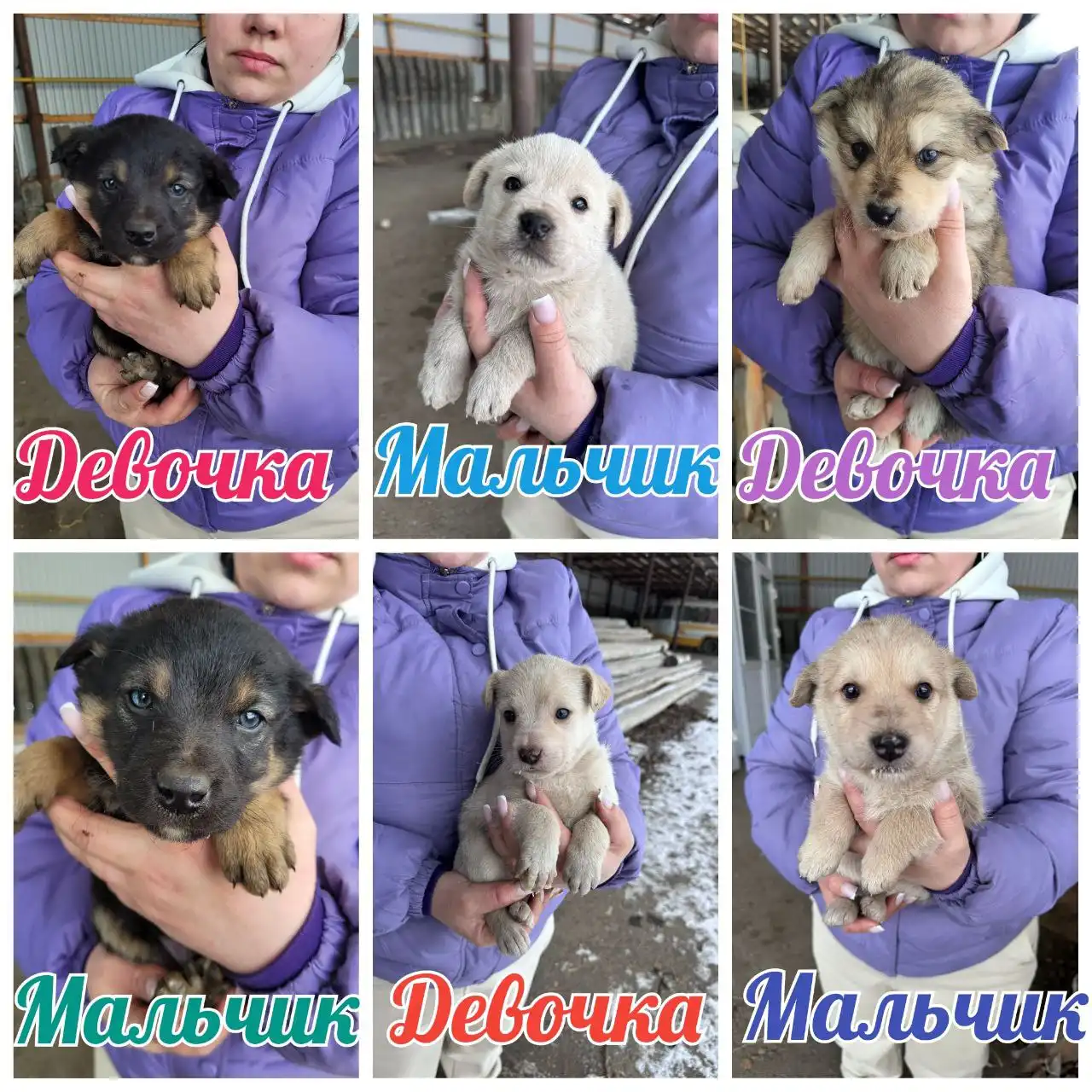 Щенки в добрые руки в Михайловске - Собаки (Животные) в Михайловск