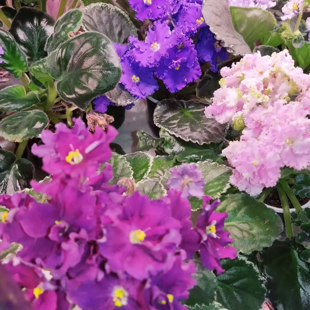 Продажа сортовых фиалок и орхидей - Воздушные шары в Ставрополь