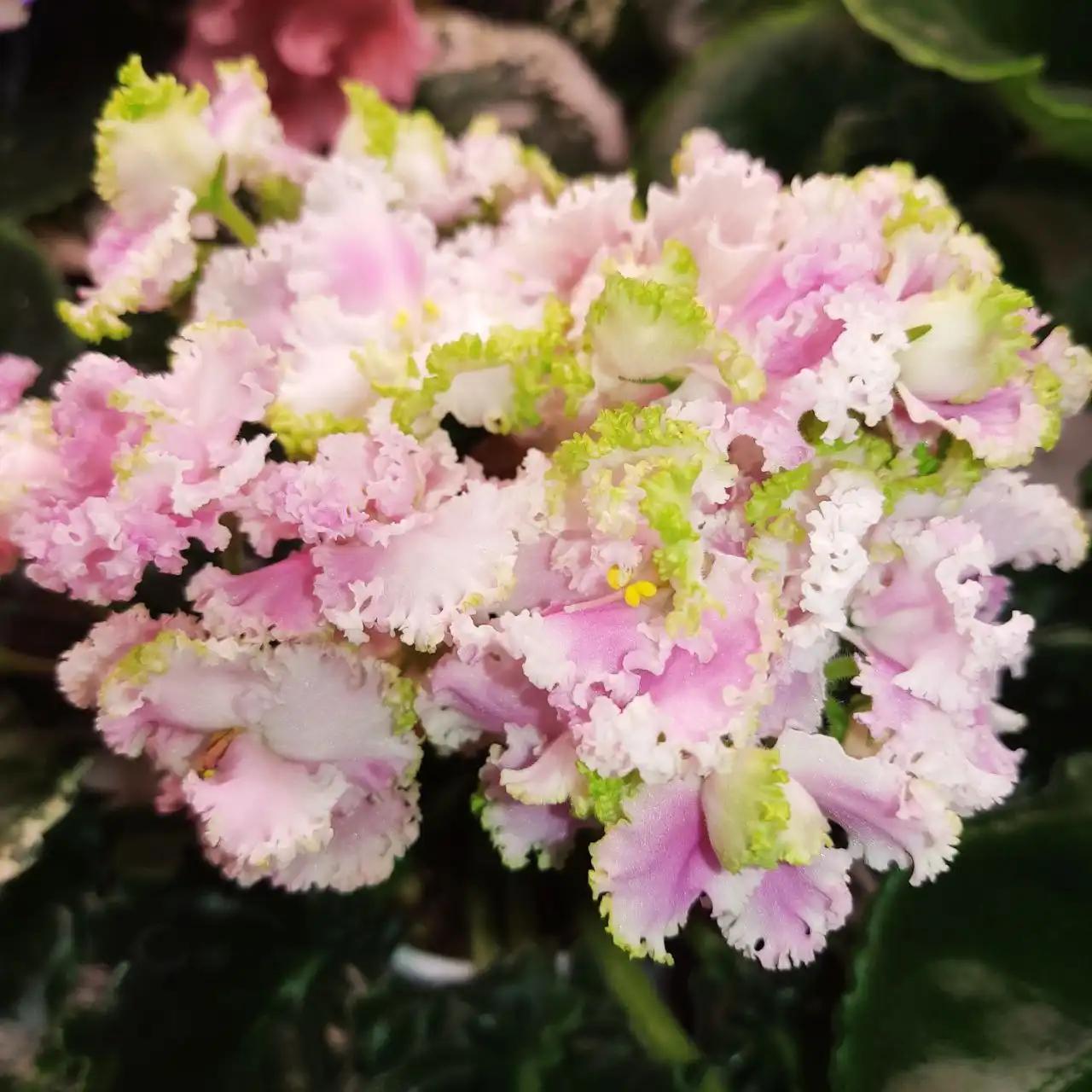 Продажа сортовых фиалок и орхидей - Растения (Хобби и отдых) в Ставрополь