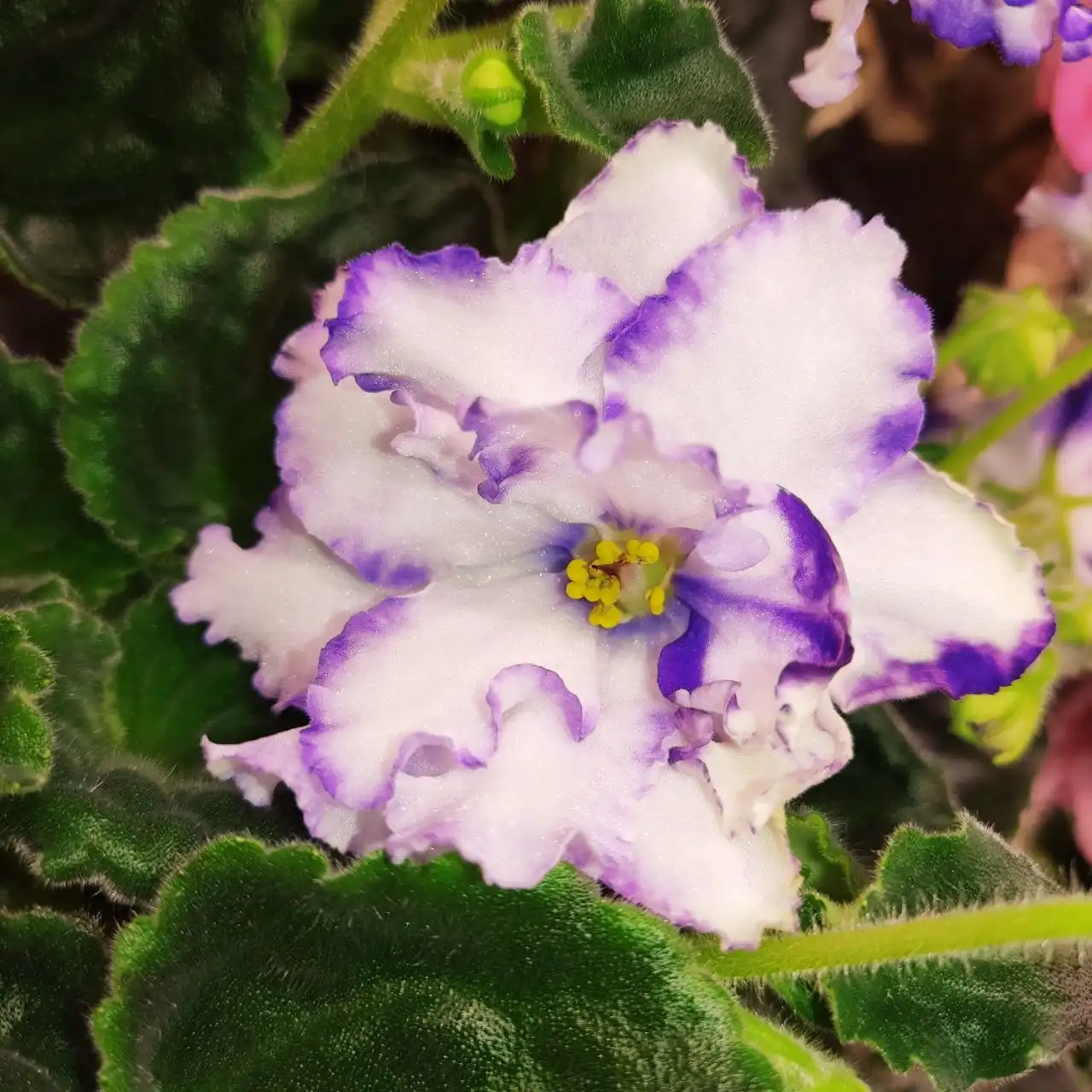 Продажа сортовых фиалок и орхидей - Растения (Хобби и отдых) в Ставрополь