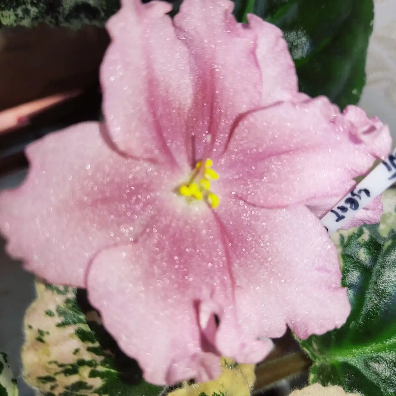 Продажа сортовых фиалок и орхидей - Растения (Хобби и отдых) в Ставрополь