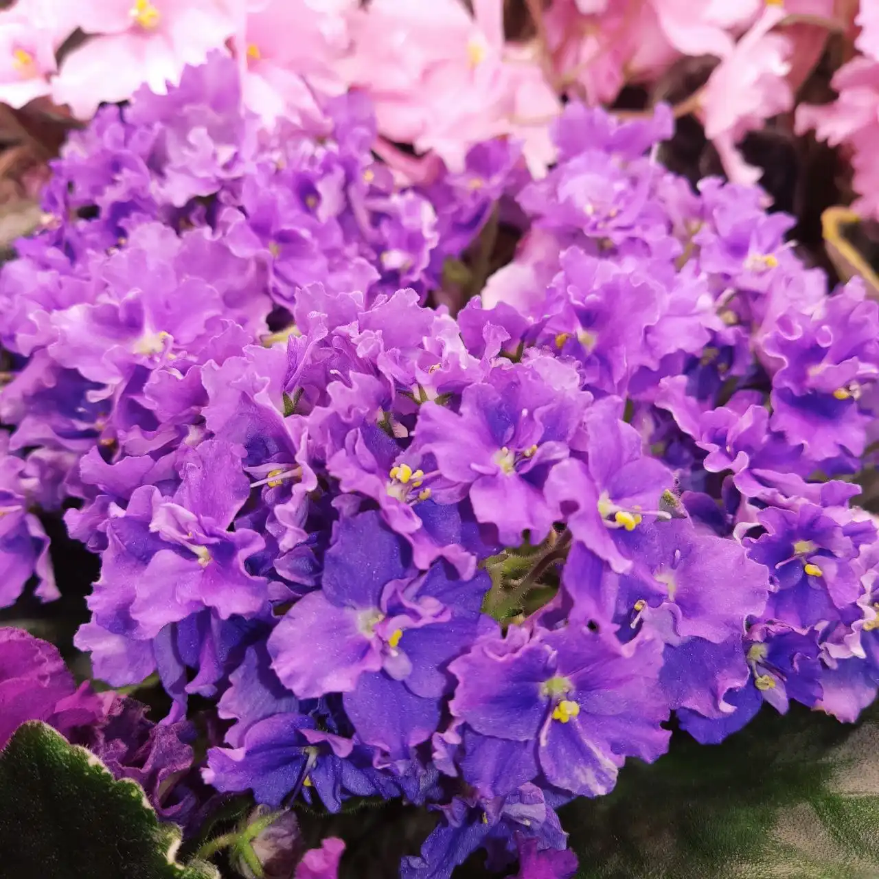 Продажа сортовых фиалок и орхидей - Растения (Хобби и отдых) в Ставрополь