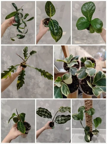 Продажа домашних цветов в активном росте - Воздушные шары в Ставрополь