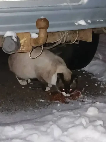 Найден кот в Ставрополе - Животные в Ставрополь