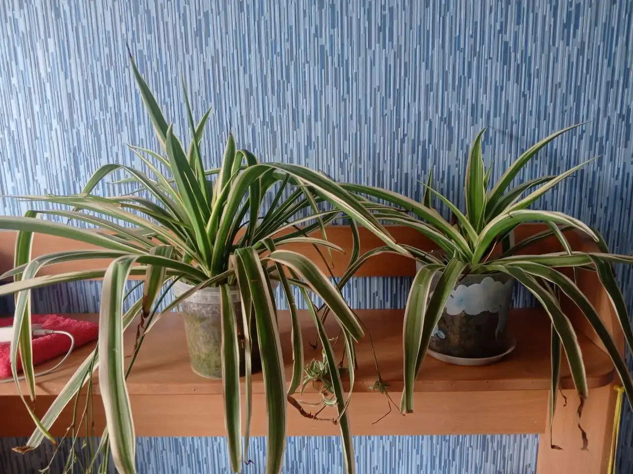 Продам Хлорофитум - Барахолка в Ставрополь