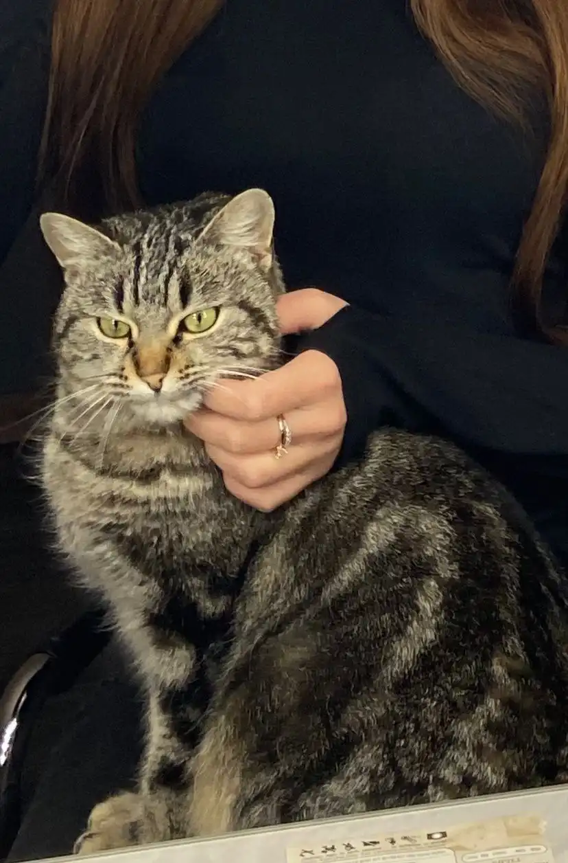 Отдам кошечку в добрые руки в Михайловске - Кошки (Животные) в Михайловск