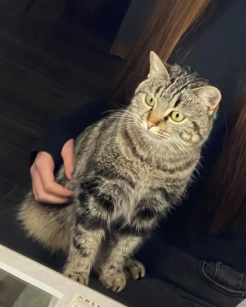 Отдам кошечку в добрые руки в Михайловске - Кошки (Животные) в Михайловск