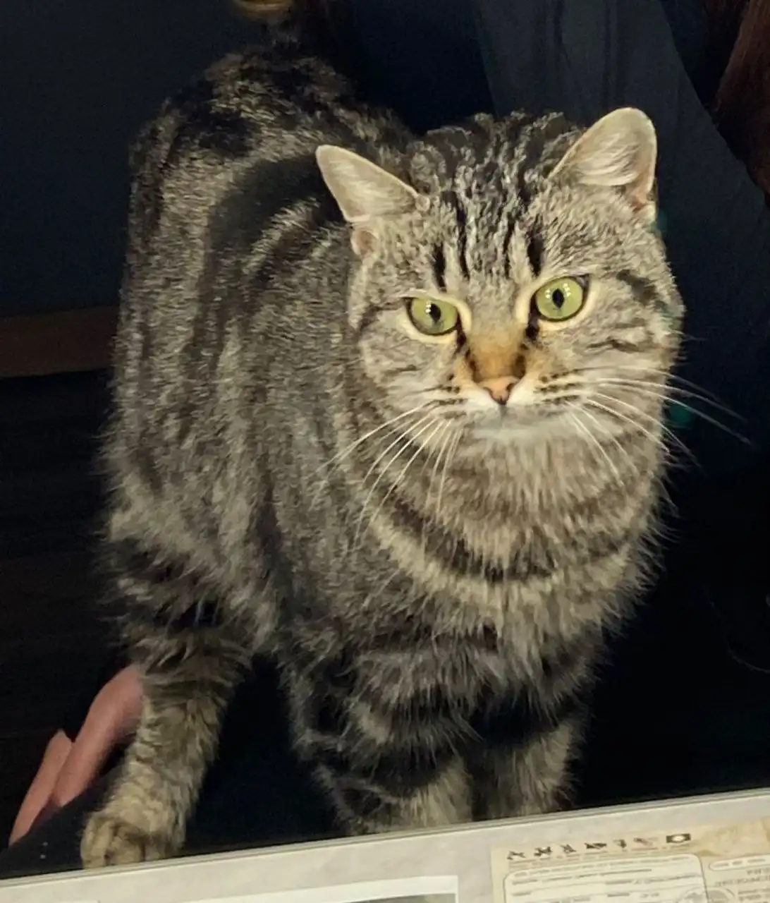 Отдам кошечку в добрые руки в Михайловске - Кошки (Животные) в Михайловск