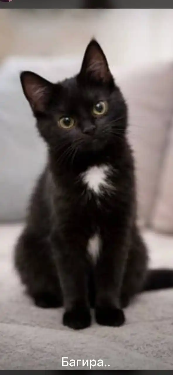 Поиск дома - Дома (Недвижимость) в Ставрополь