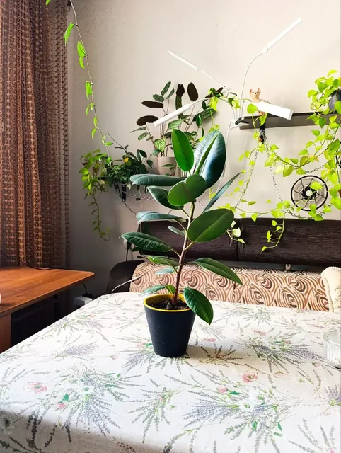 Продам фикус Эластика - Воздушные шары в Ставрополь