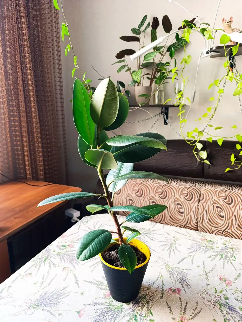 Продам фикус Эластика - Растения (Хобби и отдых) в Ставрополь