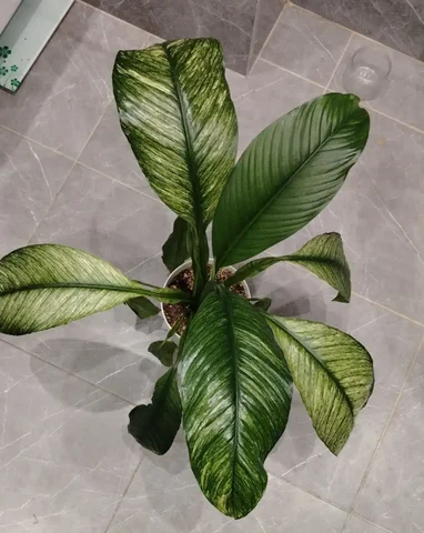 Продам сенсацию вар на фитиле - Рюкзаки в Ставрополь