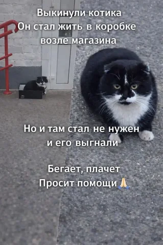 Кот нуждается в доме или передержке в Ставрополе - Животные в Ставрополь