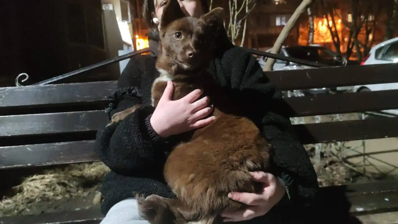 Срочно ищем хозяев для животных - Животные в Ставрополь