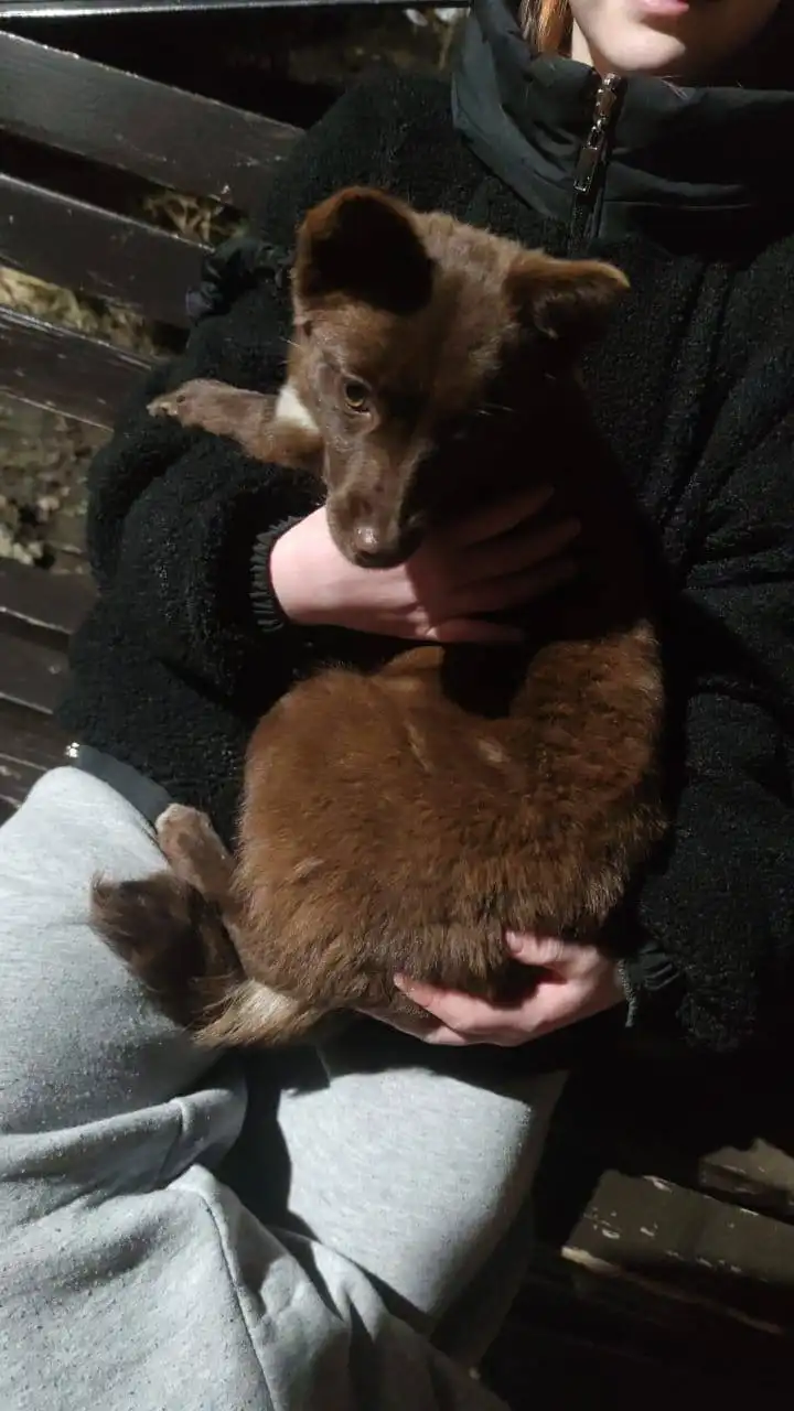 Срочно ищем хозяев для животных - Животные в Ставрополь