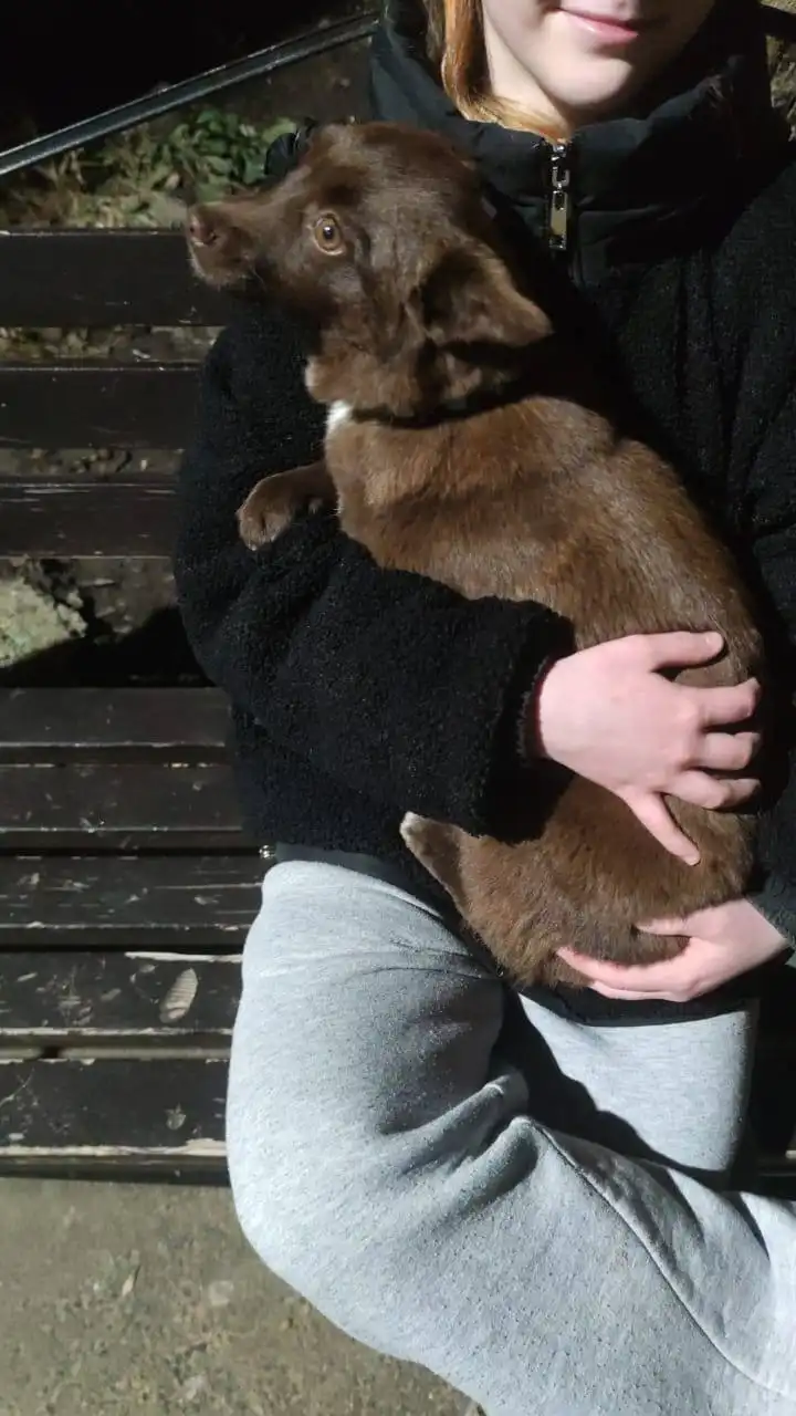 Срочно ищем хозяев для животных - Животные в Ставрополь