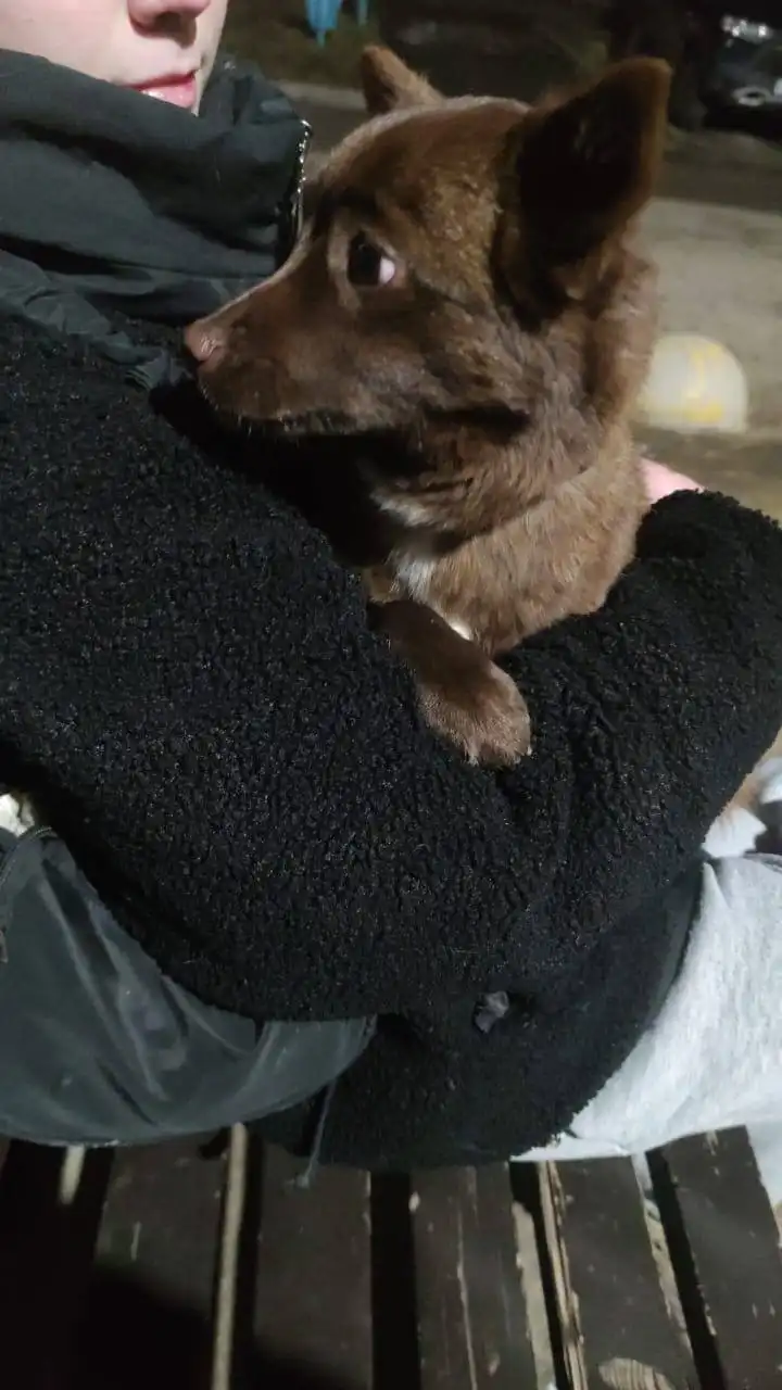 Срочно ищем хозяев для животных - Животные в Ставрополь