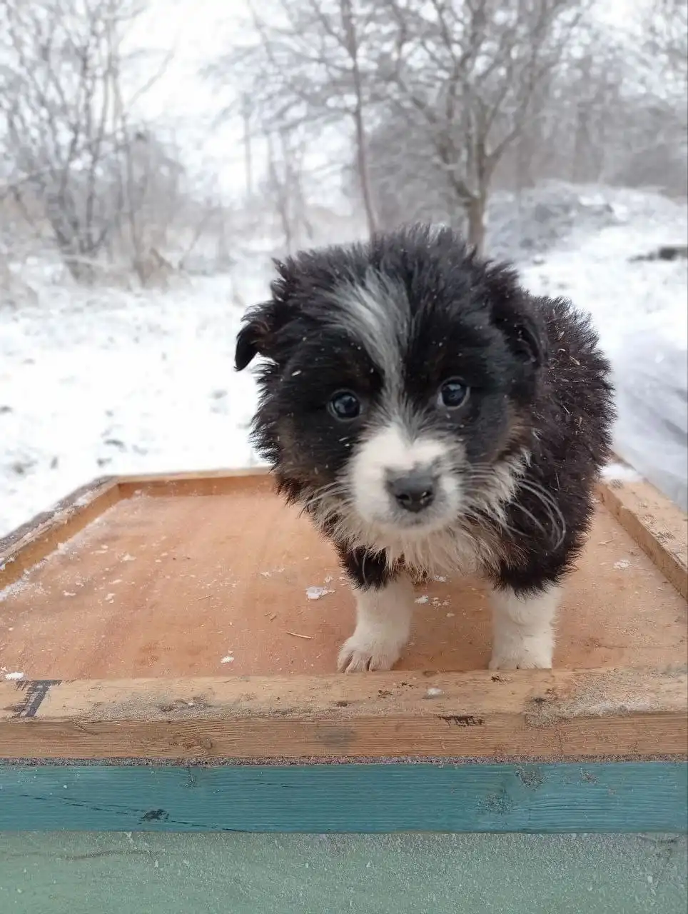 Щенки ищут дом в Ставрополе - Собаки (Животные) в Ставрополь