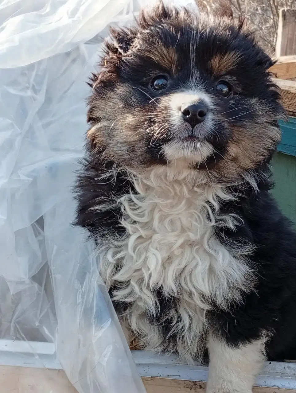 Щенки ищут дом в Ставрополе - Собаки (Животные) в Ставрополь