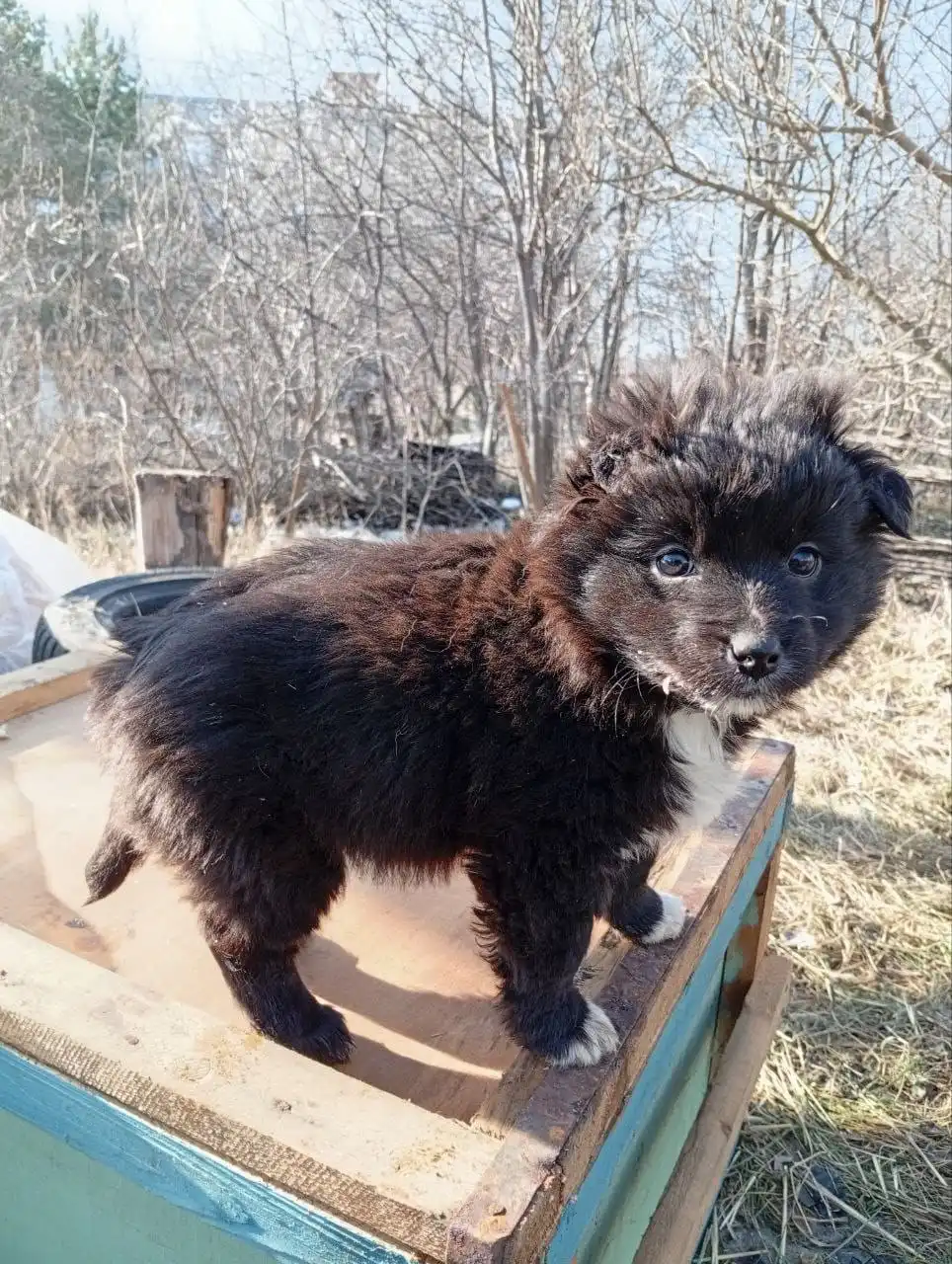 Щенки ищут дом в Ставрополе - Собаки (Животные) в Ставрополь