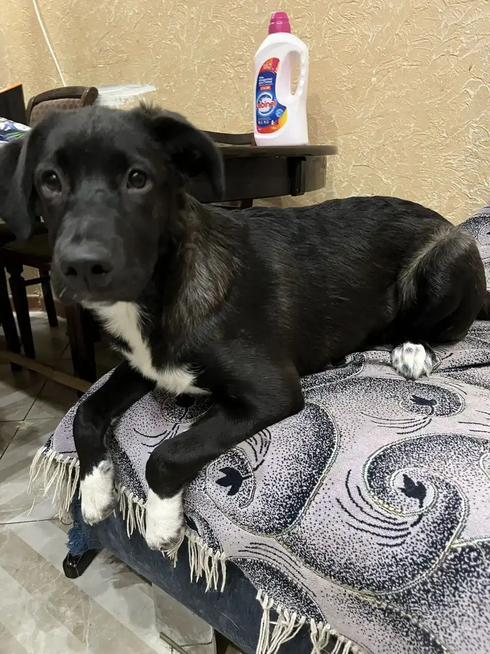 Отдам щенка метиса лабрадора - Собаки (Животные) в Ставрополь