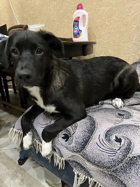 Отдам щенка метиса лабрадора - Животные в Ставрополь