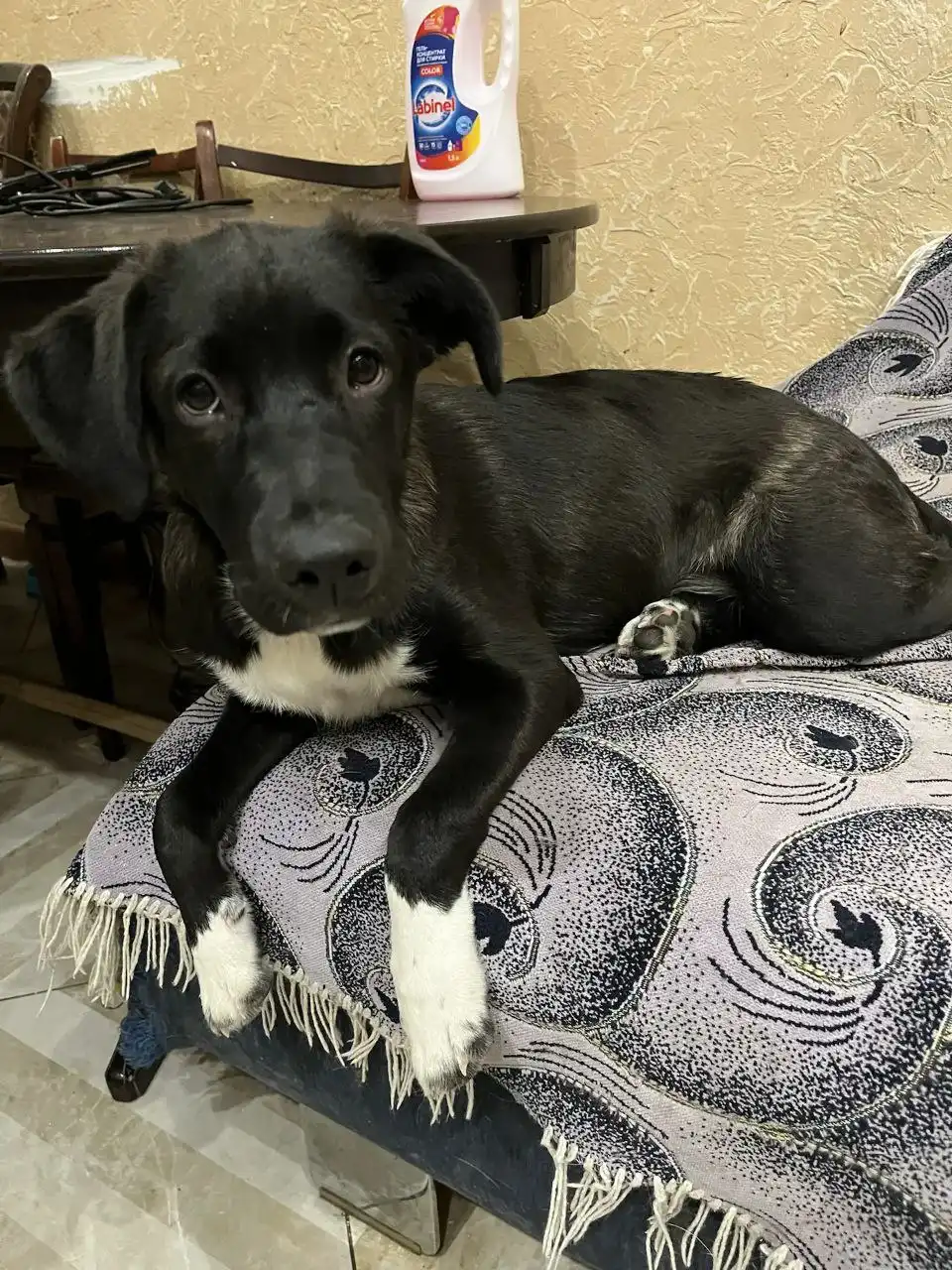 Отдам щенка метиса лабрадора - Собаки (Животные) в Ставрополь