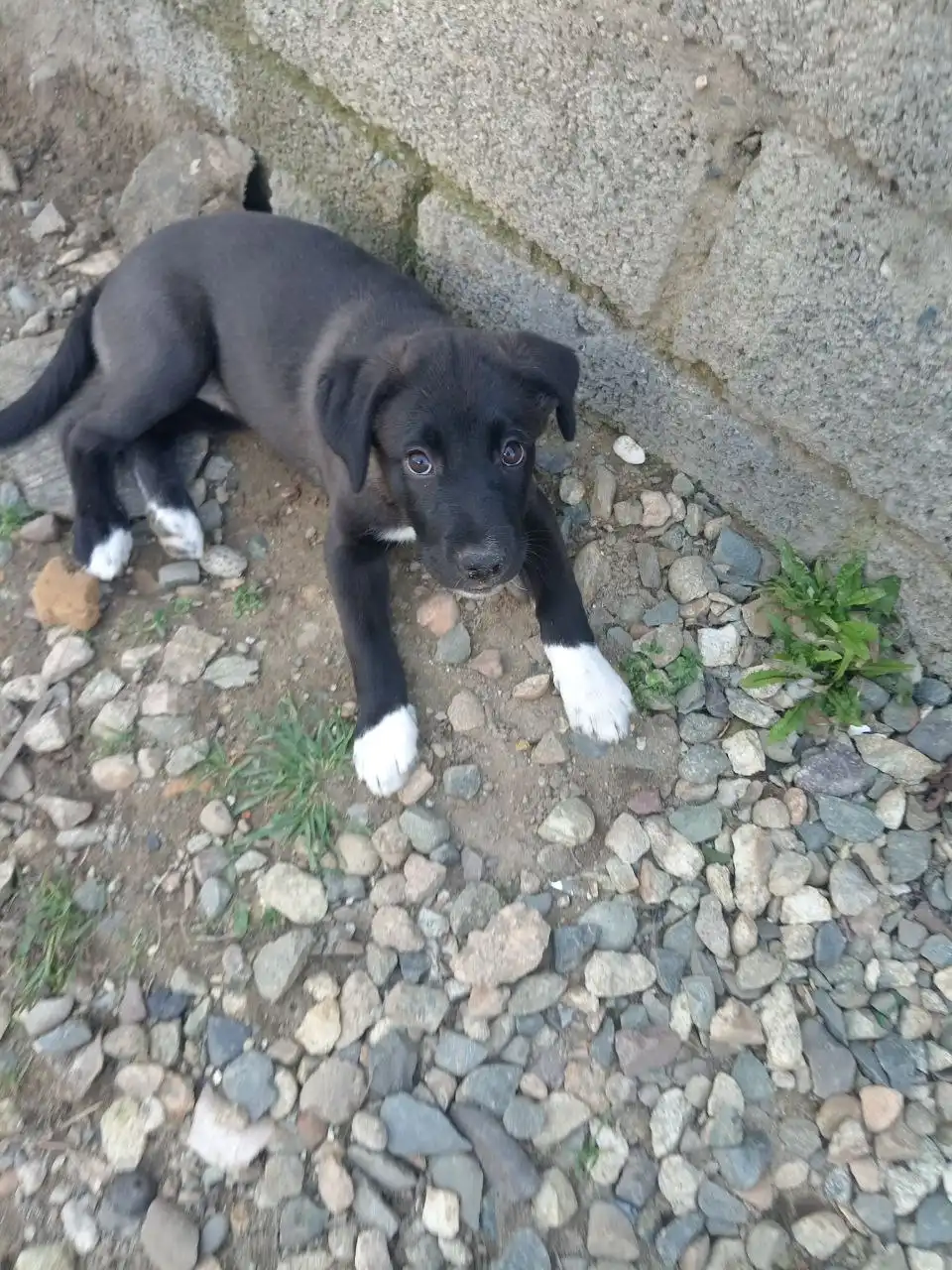 Отдам щенка метиса лабрадора - Собаки (Животные) в Ставрополь