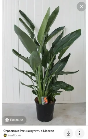 Поиск отростка Стрелиции Регина - Рукоделие в Ставрополь