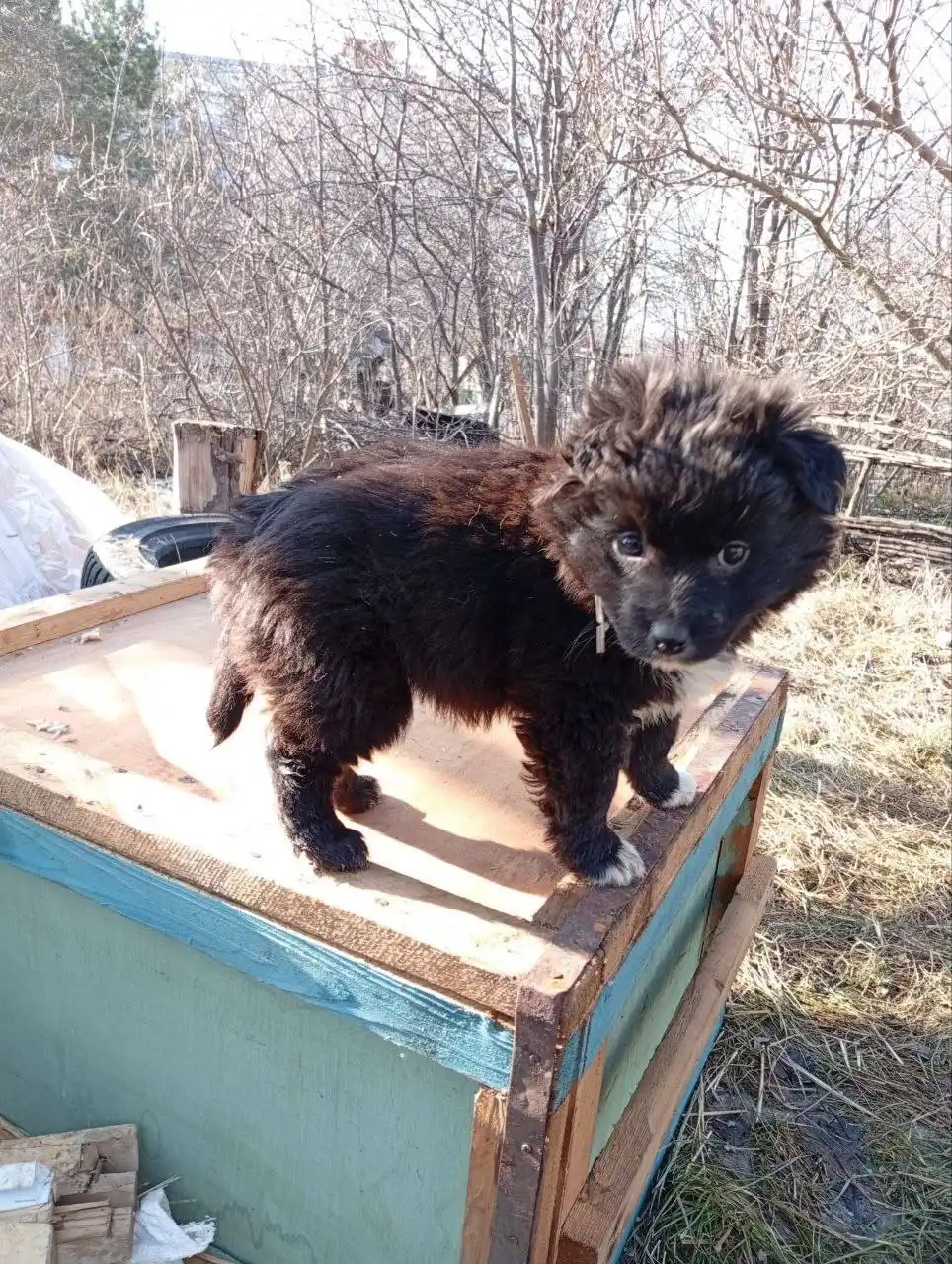 Срочно нужна передержка для двух щенков в Ставрополе - Животные в Ставрополь