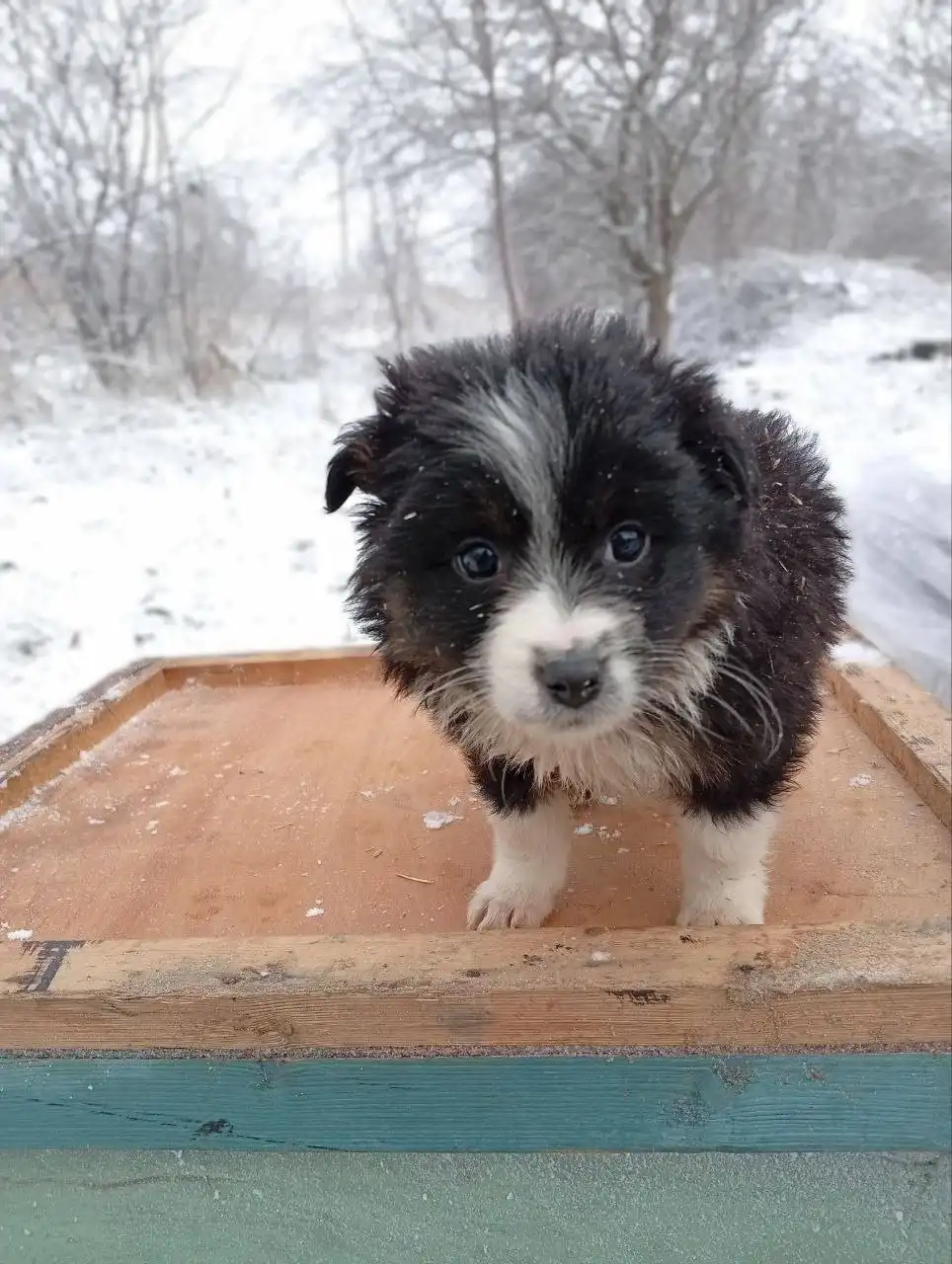 Срочно нужна передержка для двух щенков в Ставрополе - Животные в Ставрополь