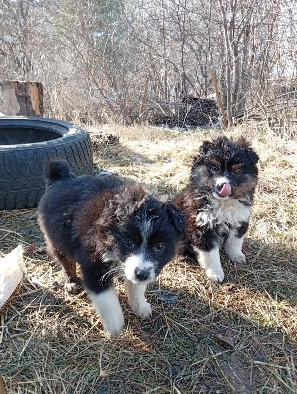 Срочно нужна передержка для двух щенков в Ставрополе - Животные в Ставрополь