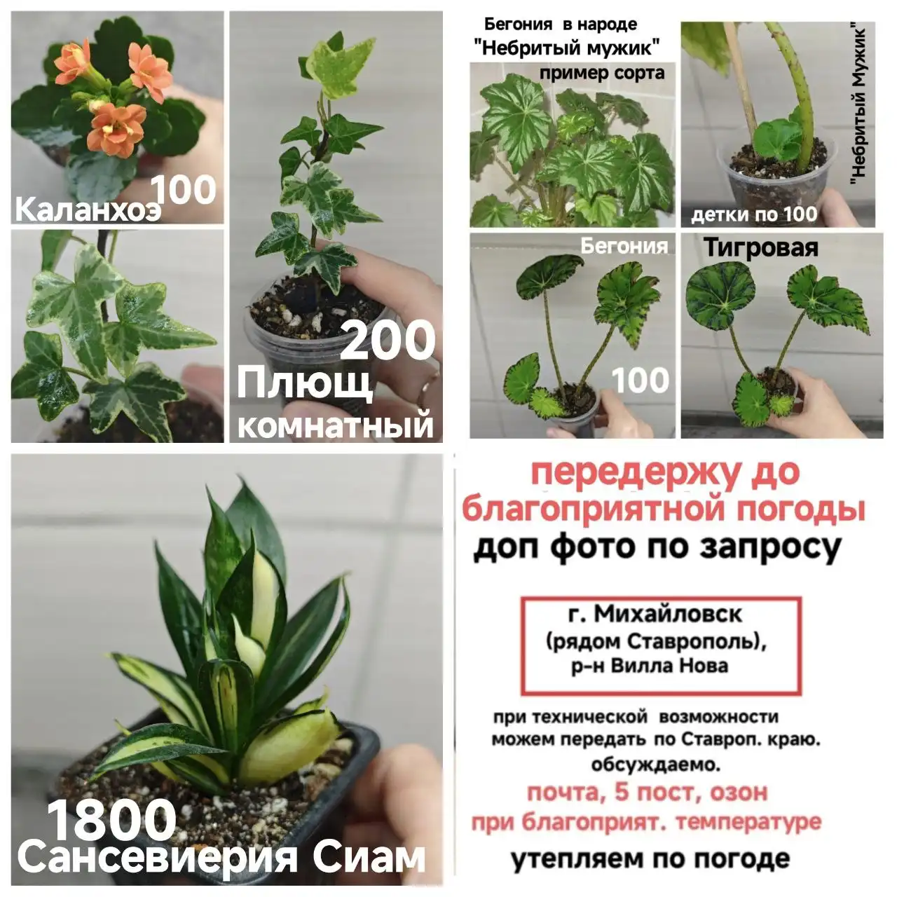 Продажа комнатных растений - Комнатные растения (Хобби и отдых) в Михайловск