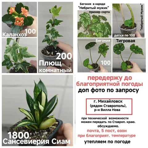 Продажа комнатных растений - частное объявление в Михайловск