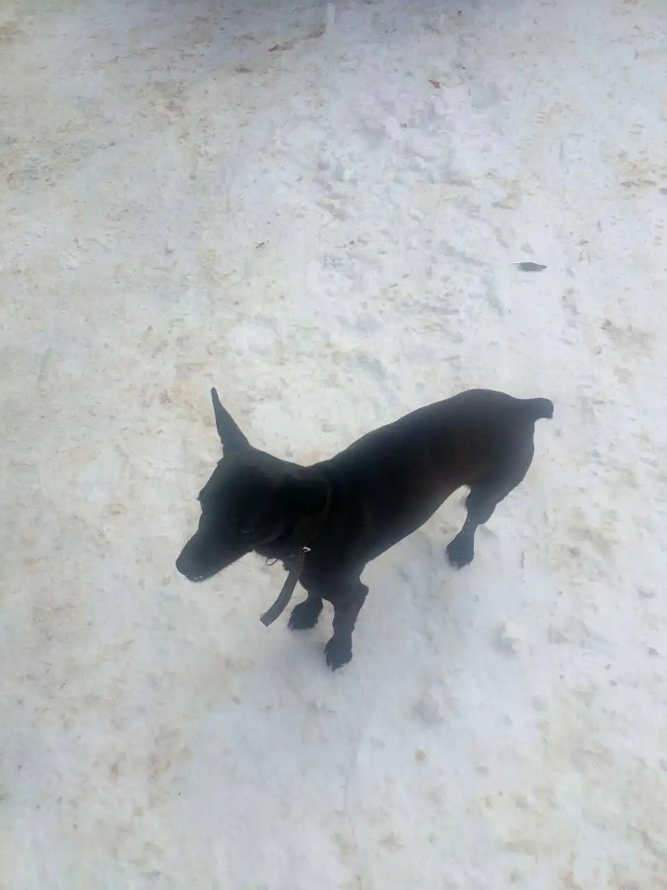 Той-терьер на улице Юности в Ставрополе - Собаки (Животные) в Ставрополь