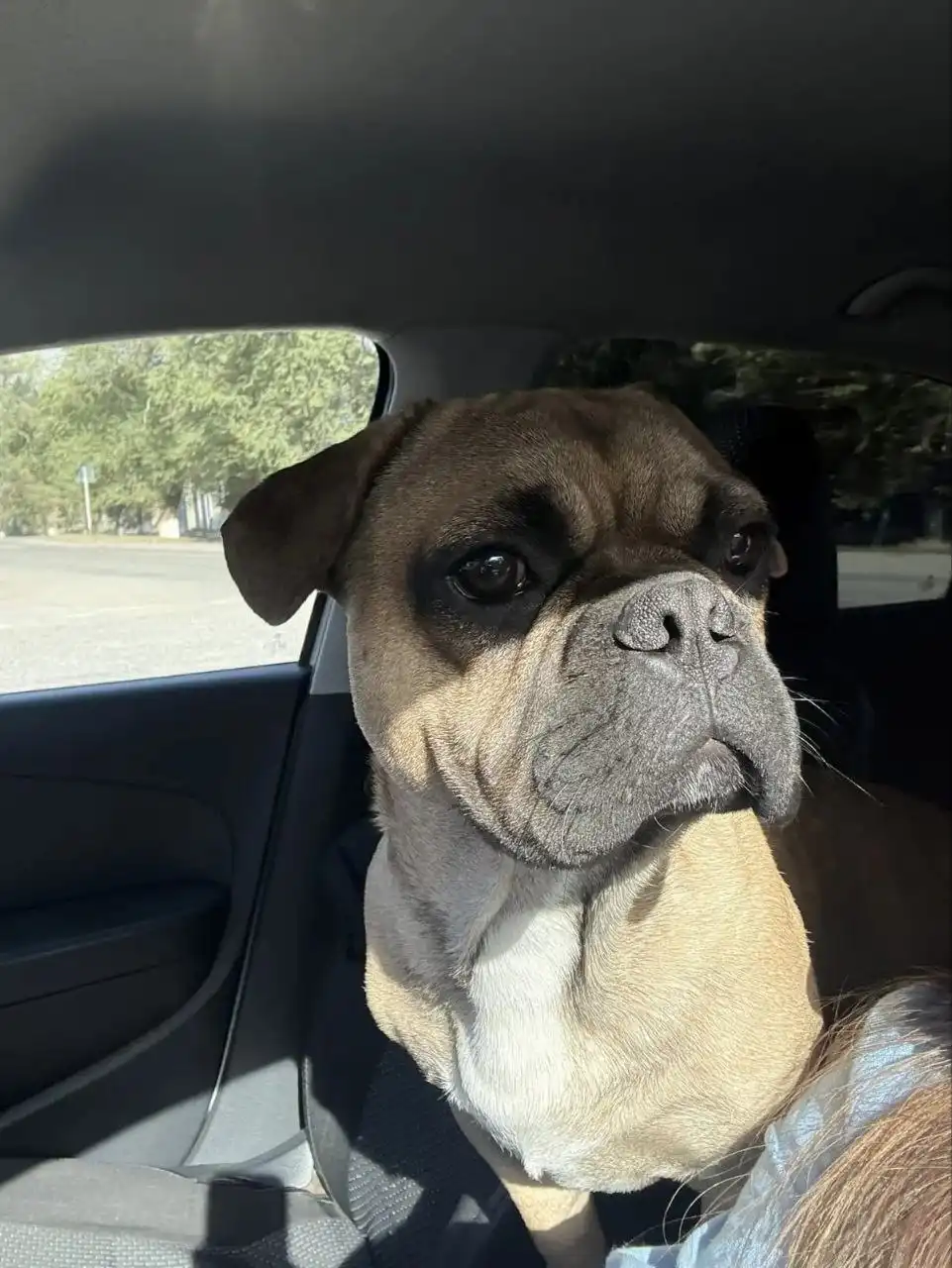 Пропала собака Тайсон - Потерянные животные (Животные) в Ставрополь