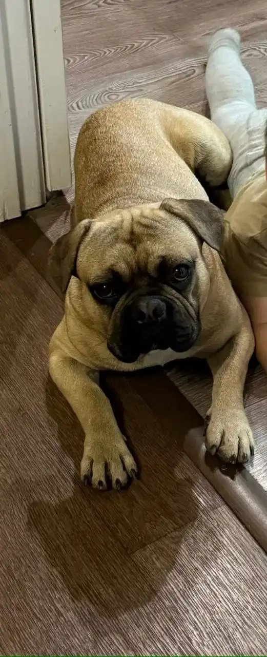 Пропала собака Тайсон - Потерянные животные (Животные) в Ставрополь