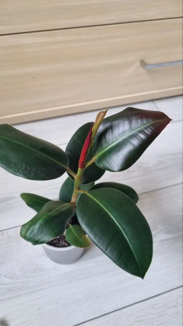 Каучуконосный фикус - Комнатные растения (Для дома и дачи) в Ставрополь