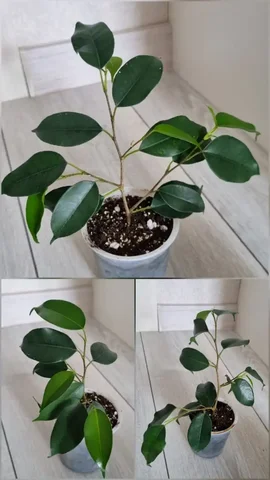 Фикус Бенджамина - частное объявление в Ставрополь