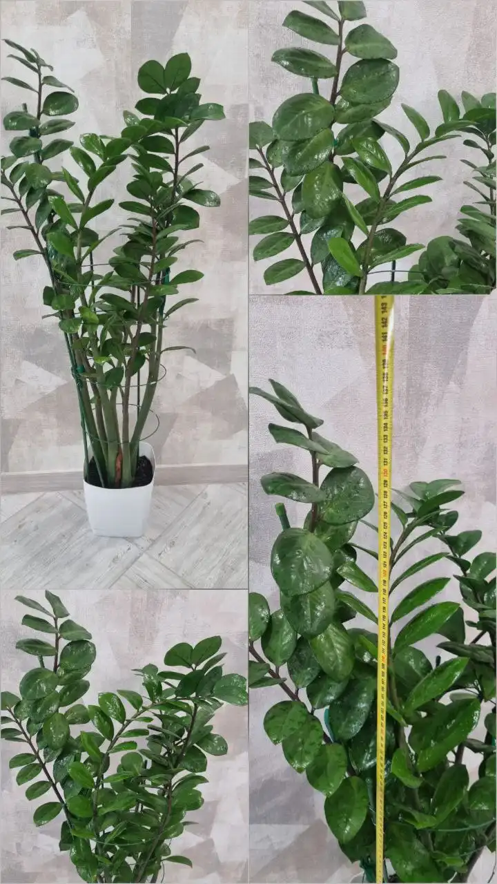 Замиокулькас высотой 1.30-1.40 с 7 стеблями - Растения (Барахолка) в Ставрополь