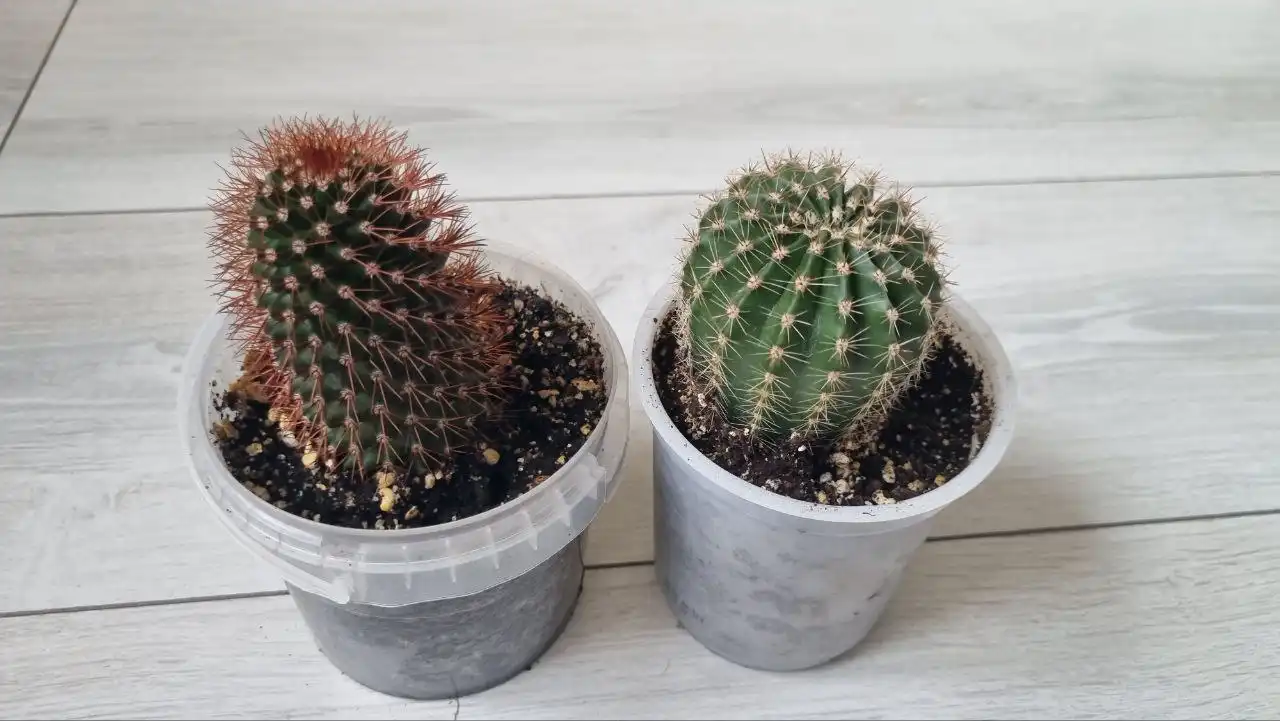 Кактусы для продажи - Растения (Хобби и отдых) в Ставрополь