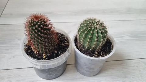 Кактусы для продажи - Рукоделие в Ставрополь