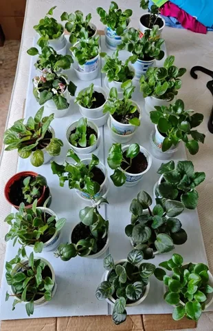 Распродажа фиалок - Рукоделие в Ставрополь