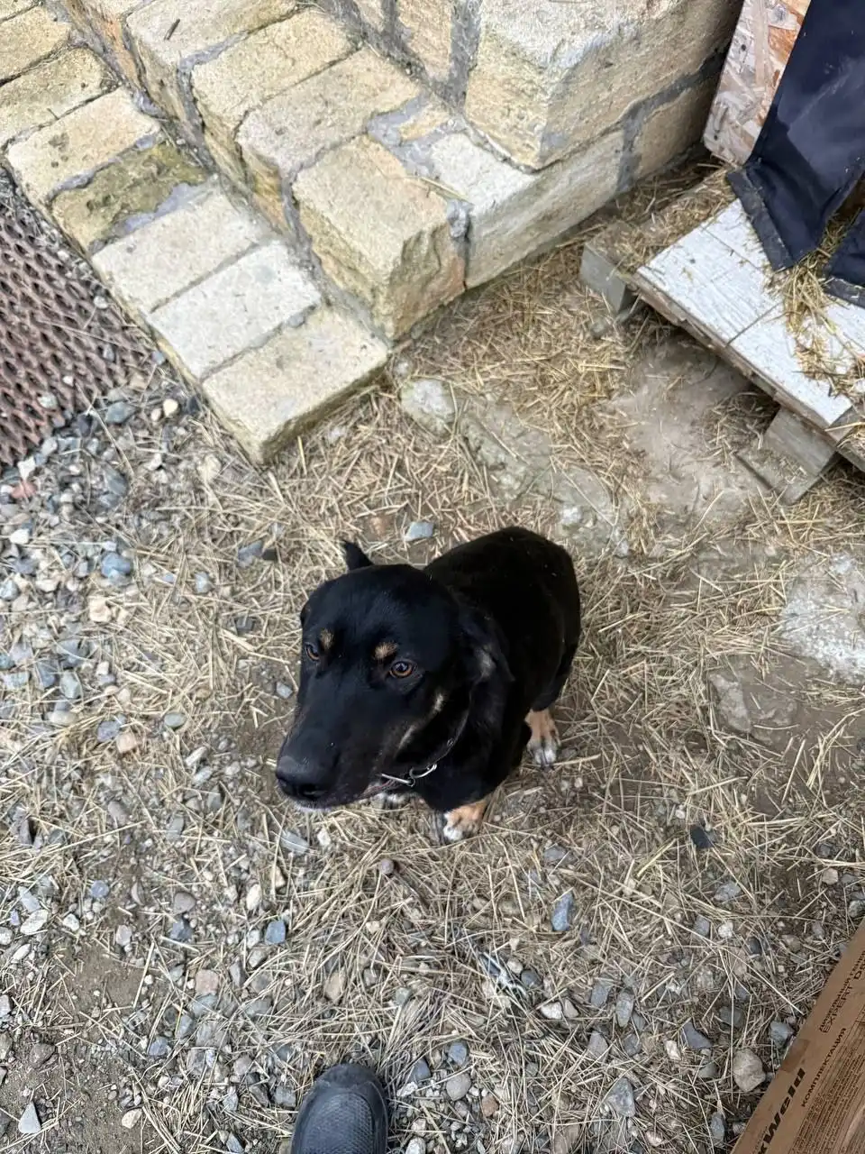 Пропала собака в Ставрополе - Потерянные животные (Животные) в Ставрополь