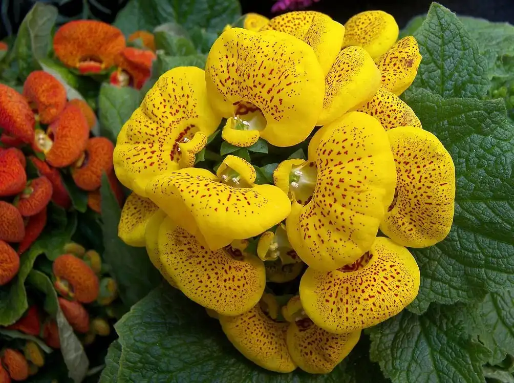 Продажа саженцев Кальцеолярии в Ставрополе - Растения (Хобби и отдых) в Ставрополь