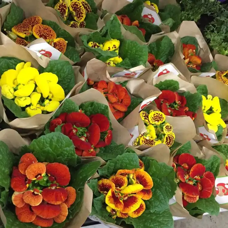 Продажа саженцев Кальцеолярии в Ставрополе - Растения (Хобби и отдых) в Ставрополь